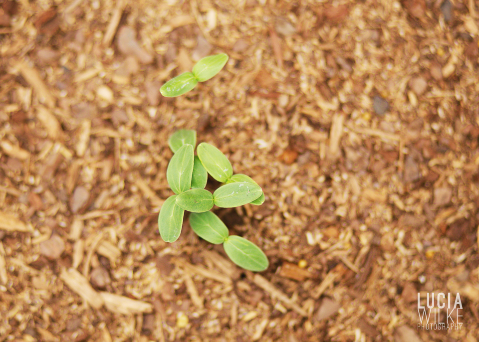 lifeByLens_luciawilke_201306p2