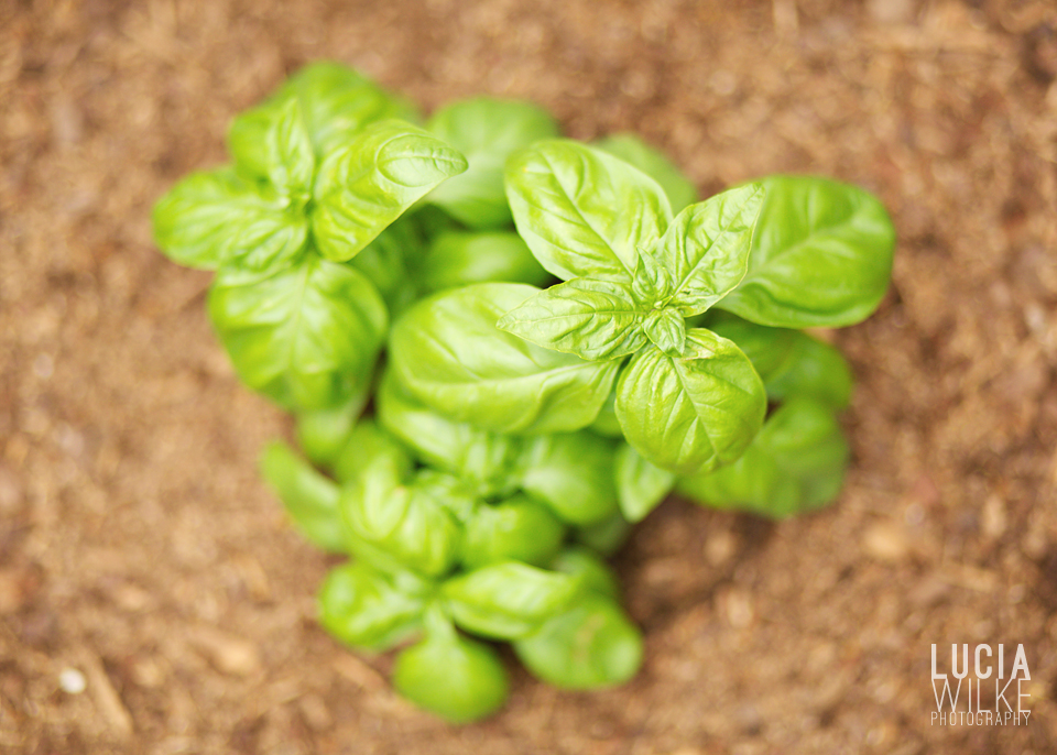 lifeByLens_luciawilke_201306p3